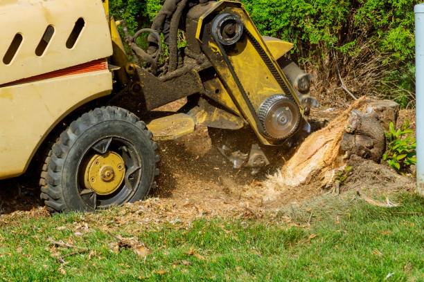 The Steps Involved in Our Tree Care Process in Show Low, AZ